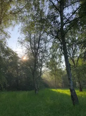 a group of trees in a field with green grass at Barn Owl Lodge with Hot Tub - Adults Only in Lackford