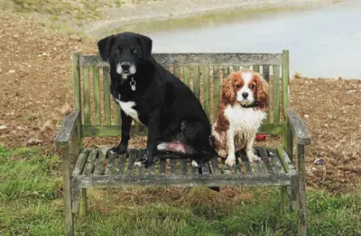 two dogs are sitting on a wooden bench at The Old Coach House in Bungay