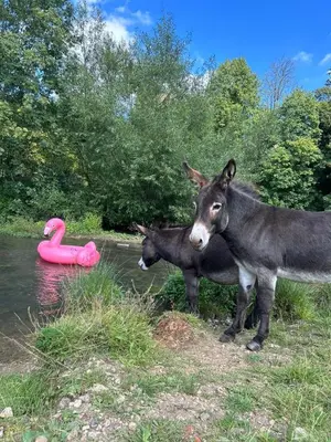 two donkeys standing next to a river with a pink float at HERTFORD Farm yurt Tent Camping fire pit bbq pet friendly in Hertford