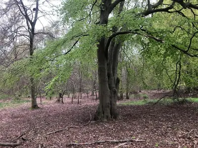 a large tree in the middle of a forest at Wagtail Lodge in Lackford