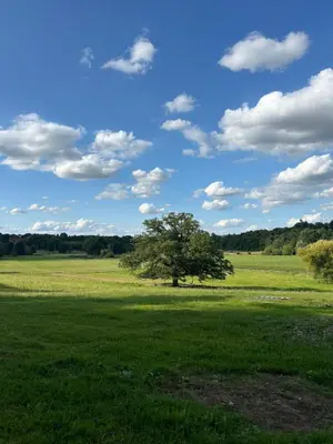 a tree in the middle of a green field at Goldings Farm yurt Tent firepit bbq activities in Bramfield