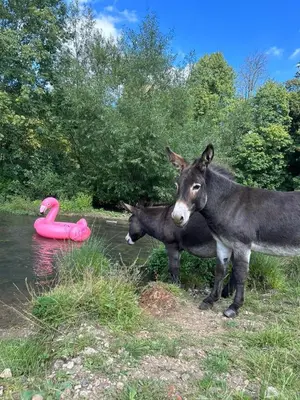two donkeys standing next to a river with a pink float at Goldings Farm yurt Tent firepit bbq activities in Bramfield