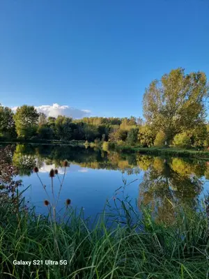 a view of a lake with trees in the background at The Duck - Free Fishing, pets welcome - static caravan in Clare, Suffolk in Sudbury