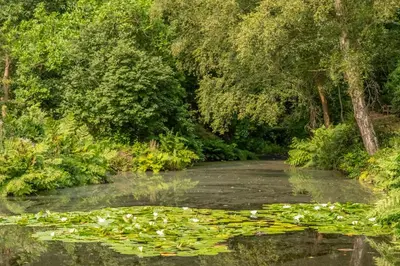 a river filled with lots of water lilies at Rural bolthole in Constable country estate - The Woodshed in Higham