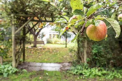 a bunch of apples hanging from a tree at The Whins, Aldringham in Aldringham