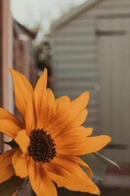 a close up of a yellow flower in a vase at Charming 2 Bedroom Cottage mid town on quiet road, sleeps 4 in Sudbury