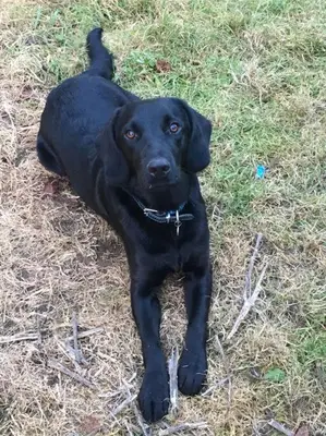 a black dog laying in the grass at Tasburgh - Farthings in Norwich