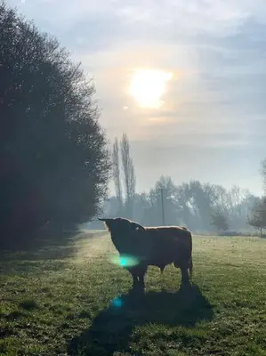 a cow standing in a field with the sun behind it at Tasburgh - Farthings in Norwich