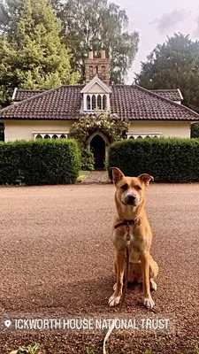 a brown dog sitting in front of a house at Stunning 2 Lodge Cottage retreat in Little Saxham