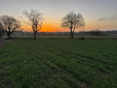 a group of trees in a field at sunset at Little Brook Retreat in Chelmsford