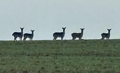 a group of giraffes standing on top of a hill at Little Brook Retreat in Chelmsford