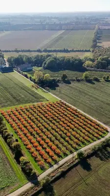 an aerial view of a farm with red plants at Bramley Cabin Suffolk Relaxing Getaway in Woodbridge