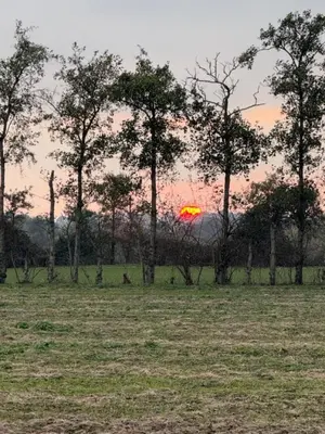 a sunset in a field with trees in the background at Bramley Cabin Suffolk Relaxing Getaway in Woodbridge