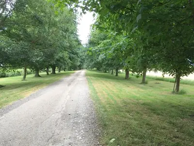 a dirt road with trees on either side at Pheasant in Welney
