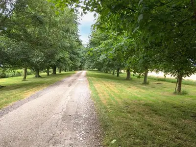 a dirt road with trees on either side at Heron in Welney