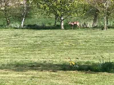 a deer standing in the middle of a field at Kestral in Welney