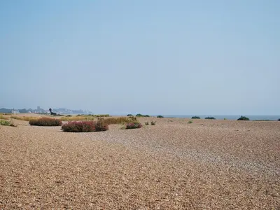 a field with plants in the middle of a desert at The Stables - E3491 in Saxtead