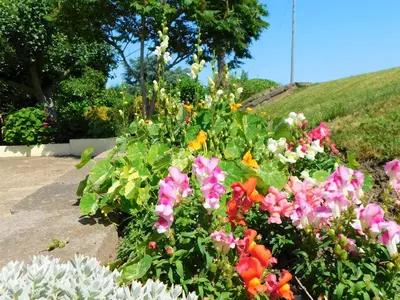 a bunch of flowers in a garden at Greenbank Cottage in Hilgay