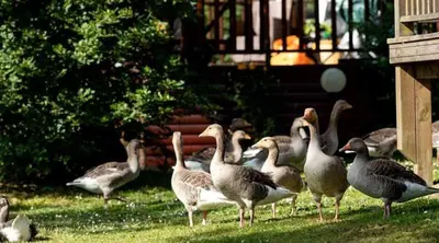 a group of ducks standing in the grass at Marie Helene, 58 Mallard Carlton Meres Holiday Park in Kelsale