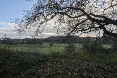 a tree in the middle of a field at Oak View Lodge Luxury Master Studio near Ipswich & Woodbridge in Playford