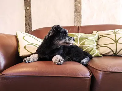 a black dog laying on a brown couch at The Cottage by The Suffolk Cottage Collection in Peasenhall