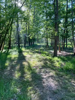 a wooded area with trees and a dirt trail at Paddock View - Snetterton Norfolk in Norwich