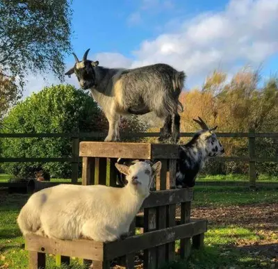 two goats standing on top of a wooden fence at Back in Thyme in Colchester