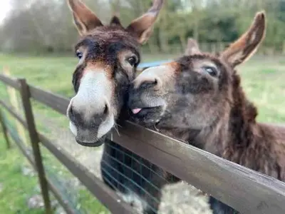 two donkeys are looking over a wooden fence at Back in Thyme in Colchester