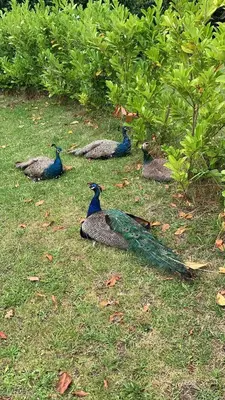 a group of birds sitting on the grass at M Lodge in Colchester