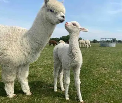 a couple of sheep standing in a field at The Roundhouse Yurt in Colchester