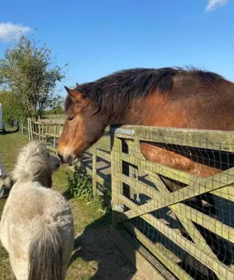 a horse and a pony looking over a fence at The Duckhouse in Great Horkesley