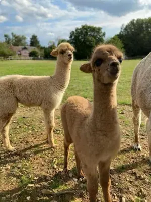 two llamas standing next to each other in a field at The Duckhouse in Great Horkesley