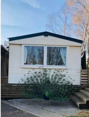 a peacock standing in front of a house at The Duckhouse in Great Horkesley