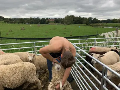 a shirtless man bending over to pet a sheep at Hertford farm Woodland cabin pet friendly firepit bbq in Hertford