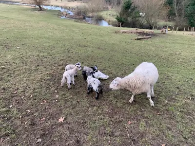 a group of sheep standing in a field at Hertford farm Woodland cabin pet friendly firepit bbq in Hertford