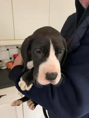 a black and white dog with its head in a persons lap at Hazel Cottage in Mildenhall