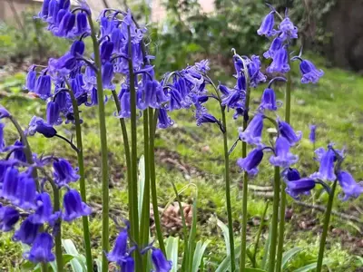 a group of blue flowers in the grass at Delightful-Ipswich Suffolk-4 Bed-SelfCatering-Contractor-Parking-Wifi in Copdock