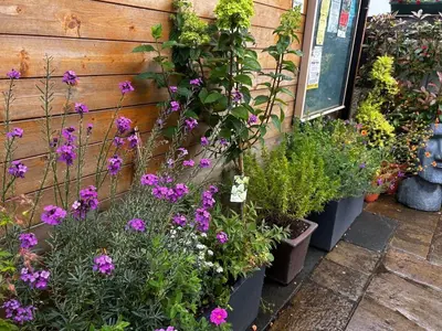 a bunch of flowers in pots next to a building at Delightful-Ipswich Suffolk-4 Bed-SelfCatering-Contractor-Parking-Wifi in Copdock