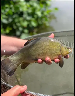 a person holding a fish in their hand at Weeley Bridge 3 Bedroom Luxury Holiday Home in Weeley