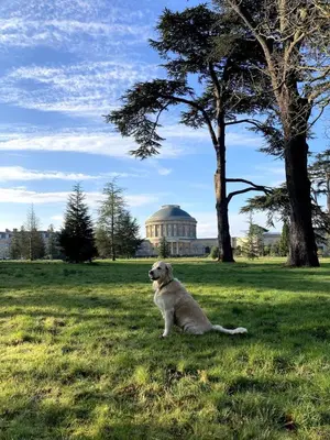 a dog sitting in the grass in front of a building at The Cartlodge - Studio Loft Apartment in Horringer, Bury St Edmunds in Westley