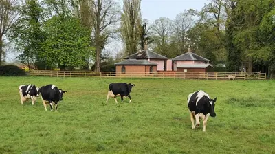 a group of cows grazing in a field at 1 Bed in Wymondham oc-w30597 in Wymondham