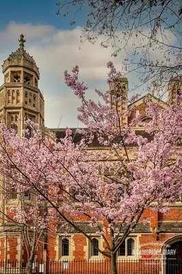 a building with a tower and a tree with pink flowers at Abbeyfield Guesthouse in Cambridge