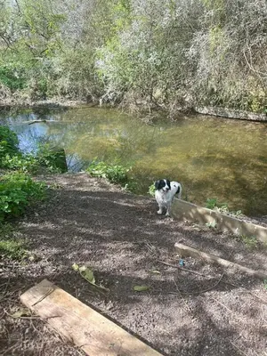 a black and white dog standing next to a pond at Colne cabin in Earls Colne
