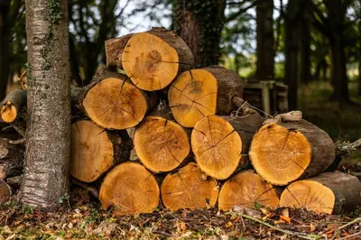 a pile of logs sitting next to a tree at The Granary, Hacheston 4 in Marlesford