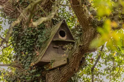 a bird house in a tree at The Granary, Hacheston 4 in Marlesford
