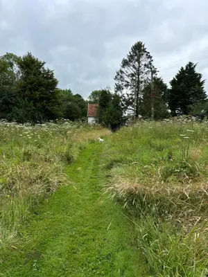a field of grass with a dog walking down a path at Willow cottage in Saxtead