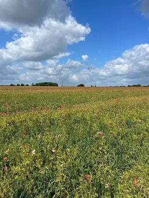 a field of flowers in a field with a cloudy sky at The Old Stable 1 in Messing