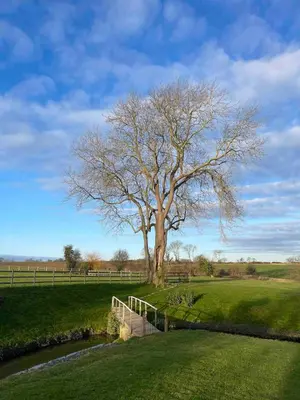 a tree in the middle of a field with a fence at Grade 1 Listed Farm House 14 ppl 45 mins London in Fyfield