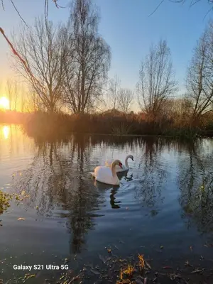 two swans swimming in a lake at sunset at The Fox - Free Fishing, pets welcome - static caravan in Clare, Suffolk in Clare