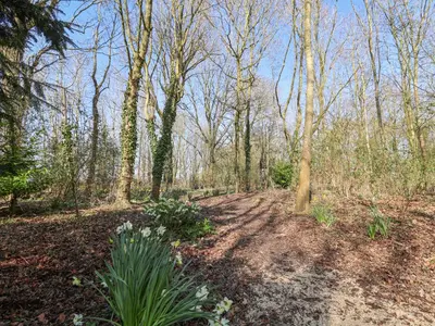 a dirt road in a forest with trees and flowers at Woodlands Retreat Shepherd's Hut in Woodbridge